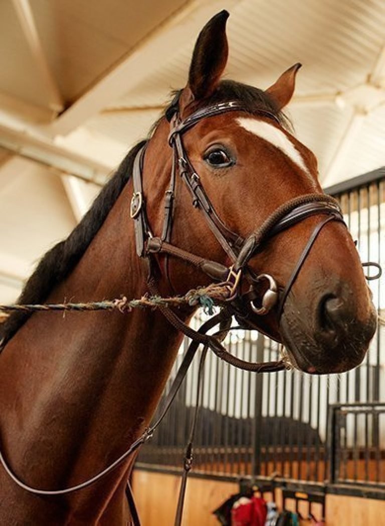 Animal Feeds and Farm Supplies | Powl's Feed Service